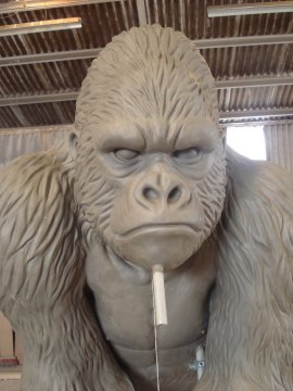 gorilla:face view